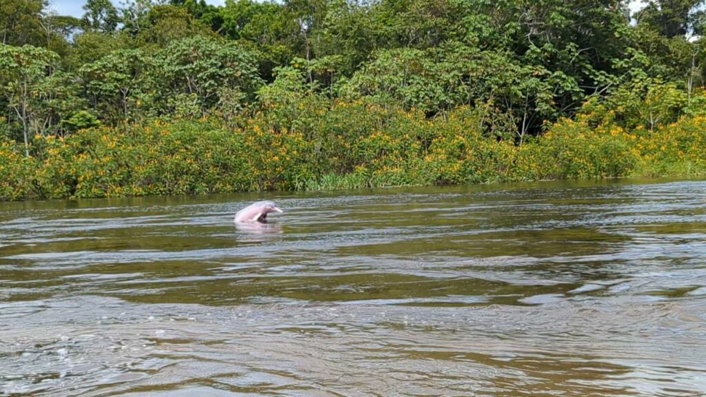 Dauphin rose en Amazonie