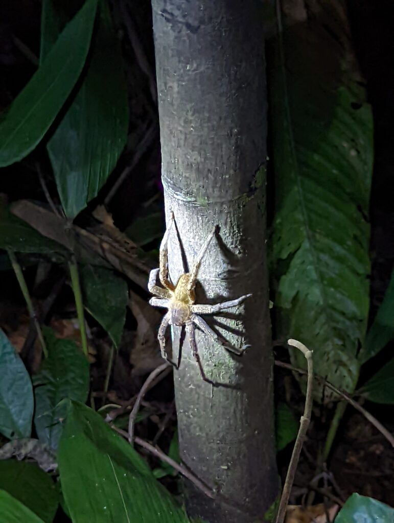 Araignée banane dans la jungle amazonienne