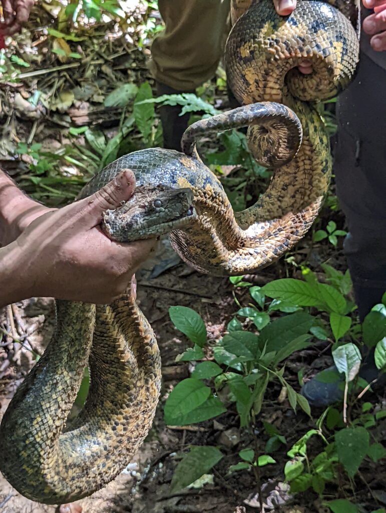 Anaconda dans la jungle amazonienne