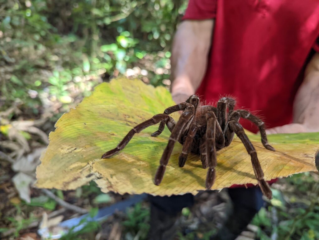 Tarentule dans la jungle amazonienne