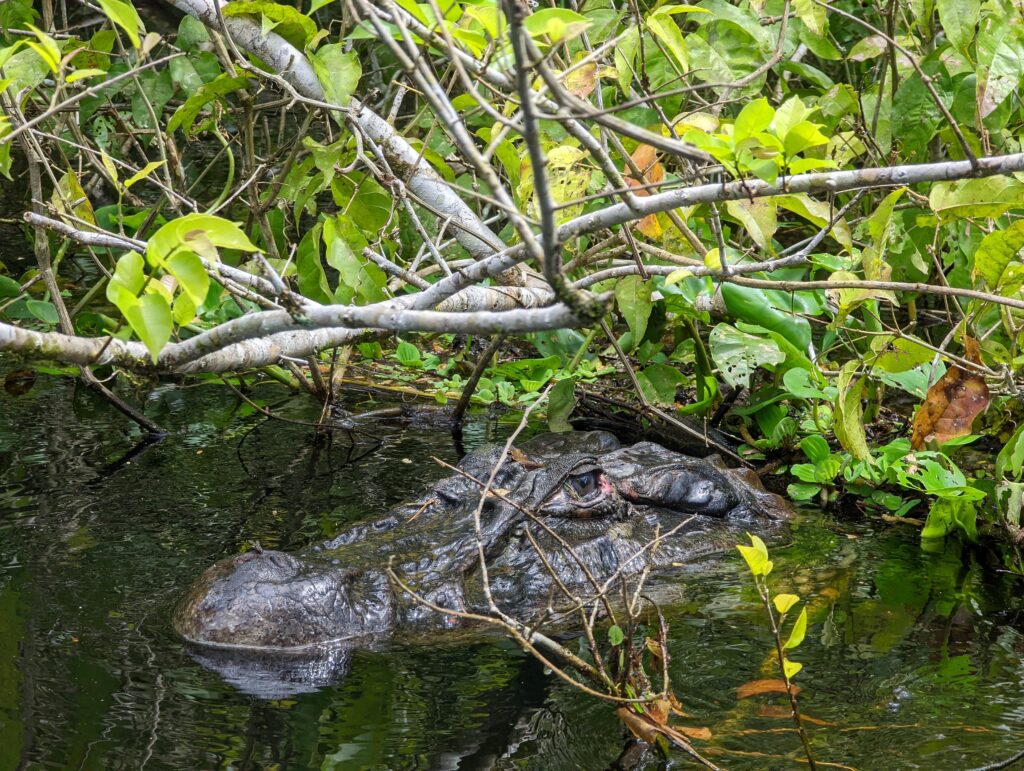 Caiman de l'Amazone