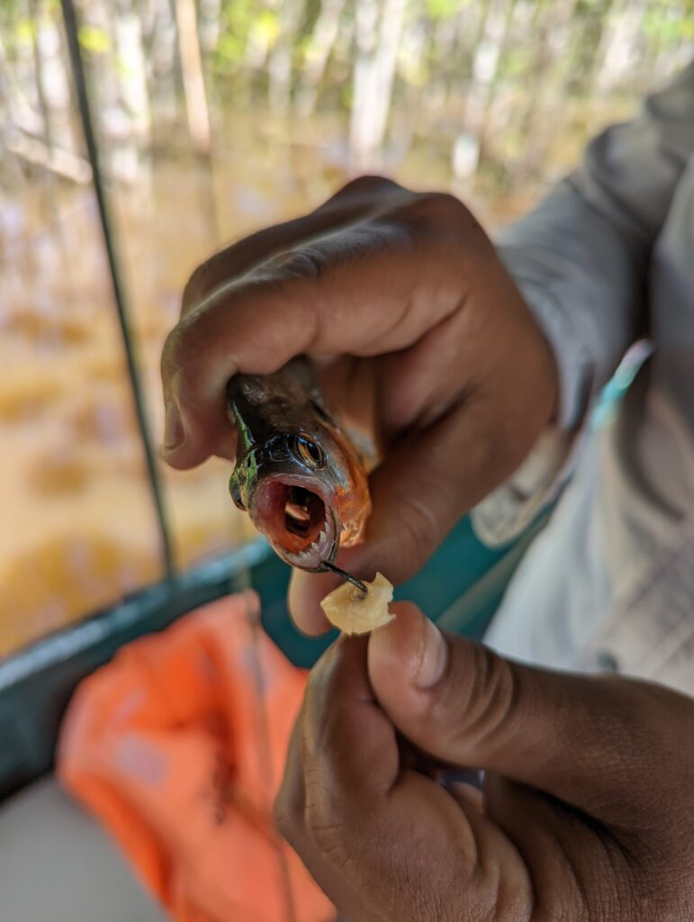 Pêche au piranha en Amazonie